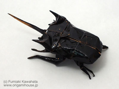 Eupatorus Horned Beetle