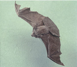Big Brown Bat, Eptesicus Fuscus
