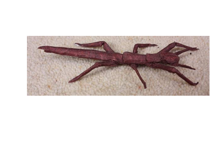 Stick Insect