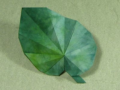 Begonia Leaf (video)