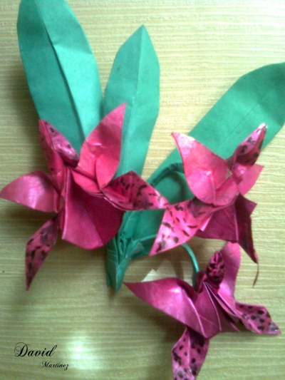 Orchid