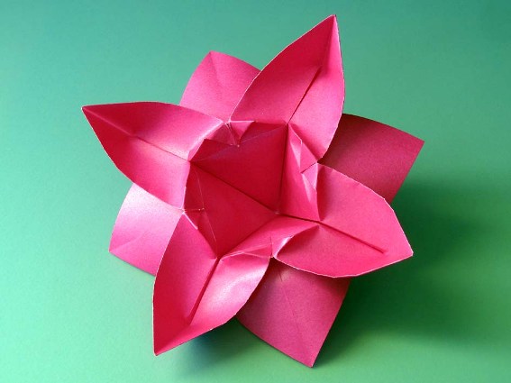 Flower with eight petals