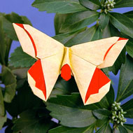 A Butterfly for Lillian Oppenheimer