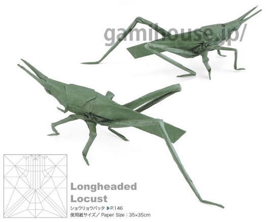 Longheaded Locust