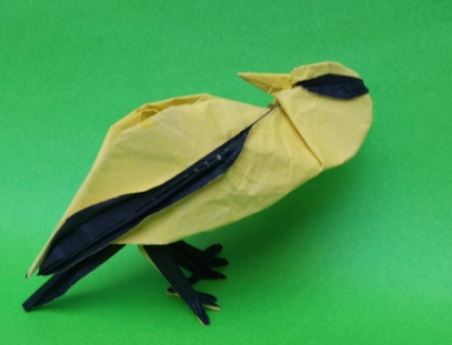 Oriolus chinensis bird